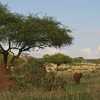 termite nest acacia tree and elephants - the real africa