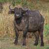 buffalo in ngorongoro