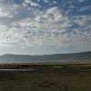 Buffalos in the morning in Ngorongoro