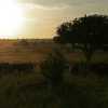 sunset in Tarangire with a flock of buffalos