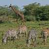 Sebras with a giraffe in Manyara