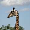 giraffe head in tarangire
