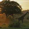 Sunset with a giraffe in Tarangire