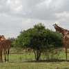 Giraffes eating in Tarangire