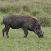 warthogs are tough guys