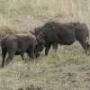 battle amongst warthogs in Ngorongoro