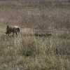 warthog mother guides her piglets away in Ngorongoro