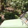 Olive baboons on a car in manyara