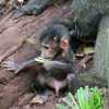 young baboon boy with his mother