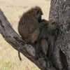 baboon beauty saloon in Serengeti
