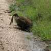 We baboons can drink side by side