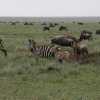 sebra mother with her baby in Serengeti during wildebeest migration