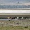 Sebras going for a drink in Ngorongoro