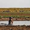 hippo in lake manyara