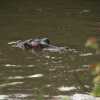 hippo resting in the water