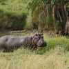 hippo returning to water