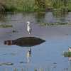 hippo with his helper in Ngorongoro