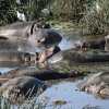 Hippos resting in their pool