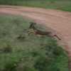 Kirk\'s dik-dik on the run in Serengeti