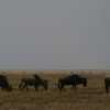 two million wildebeest migrating in Serengeti