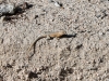 small-lizard-in-mecca-hills