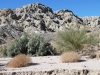 typical-plants-at-mecca-hills