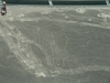 kadet