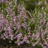 ling flowers in nuuksio national park finland
