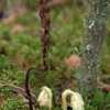 pineflowers in nuuksio national park