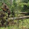 natural forest in nuuksio national park