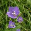 bellflowers in nuuksio national park finland