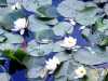 Lilies-blossom-in-Nuuksio-Mustalampi