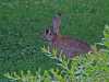 12-7-2011- a city rabbit at home gardgen after rain