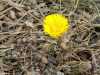 14-4-2011 - the first coltsfoot