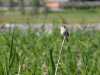 26-6-2011 - a sedge warbler in Vanhakaupunki willows