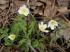 22-4-2011 - wood anemones on Good Friday