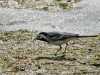 17-4-2011 - just a bit to Summer from first wagtail