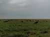 serengeti_panorama_270_full-copy-resize-20.jpg
