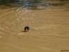 swimming in siem reap river