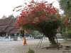 monks and bougainville in vat xieng thong temple laos