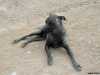 peruvian hairless dog in lima