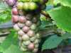 03-09-2012-grapes-ripening-at-out-greenhouse