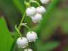 31-5-2012-lily-of-the-valley-in-the-forest