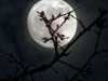 5-4-2012- Bad Moon raising on Maundy Thursday