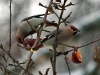 waxwings and winter apples