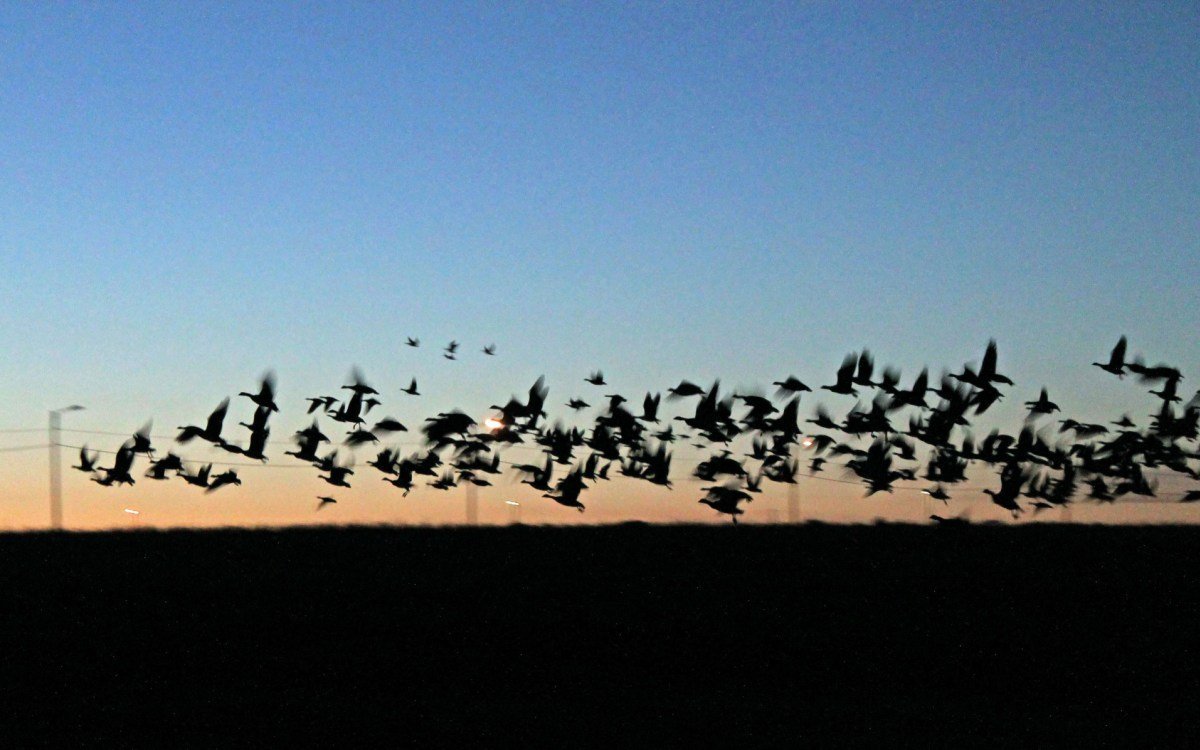 03-10-2013-huge-flock-of-geese-taking-off