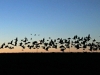 03-10-2013-huge-flock-of-geese-taking-off
