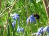 03-5-2013-busy-bee-in-scillas