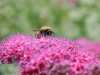 04-07-2013-a-lot-of-honey-to-attack