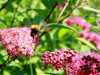 04-07-2013-bee-approach-stage-one